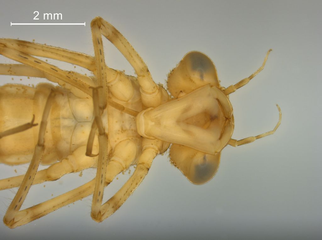 Ischnura elegans